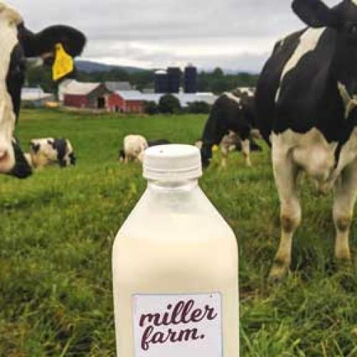 organic Miller Farm milk pint in the pasture surrounded by cows