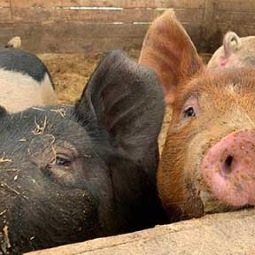 Snug Valley Farm pigs