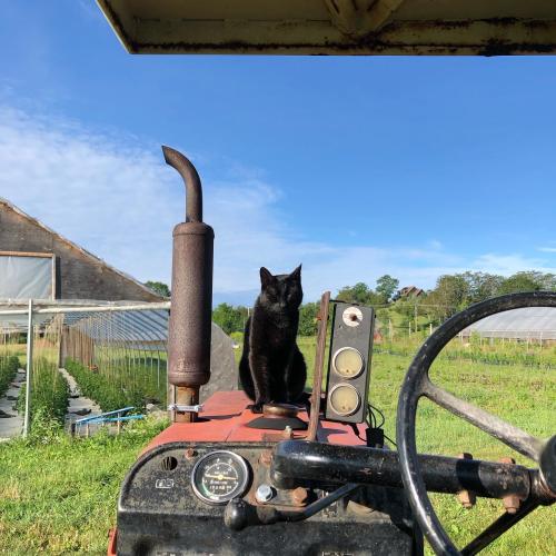 Black Cat on Red Tractor in front of greenhouse