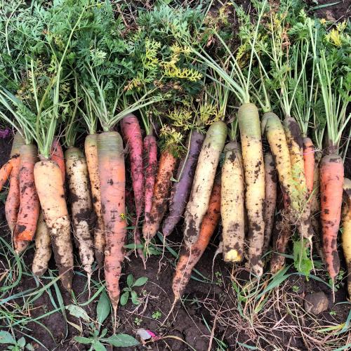 Maplehill School grown rainbow carrots