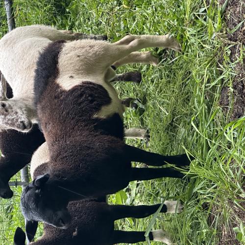 One of the ram lambs from April