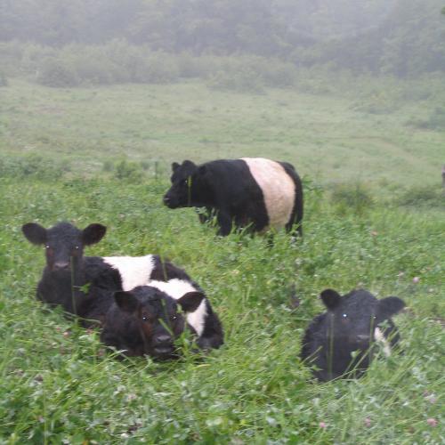 Belted Galloways on pasture