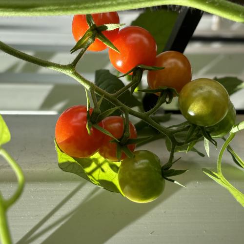 close up of tomatoes. 