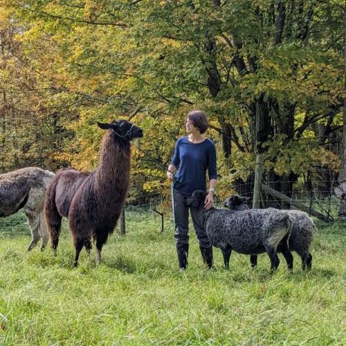 Guard llamas 