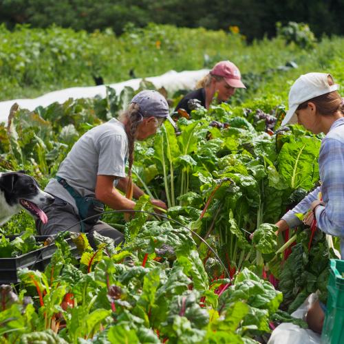 The farm team at Luna Bleu works together to harvest their crops during a NOFA-VT staff visit