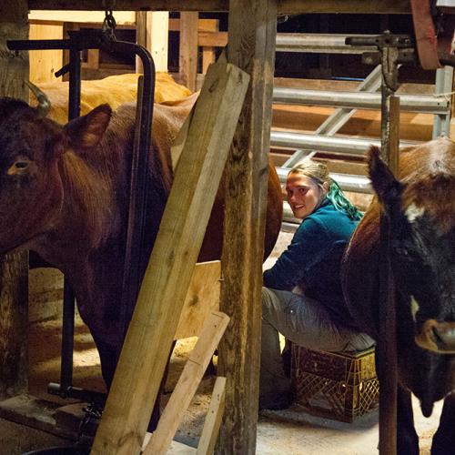 Milking cows at Plowshare Farm