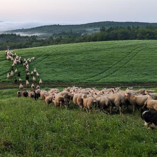 Flock of sheep moving across pasture with a border collie sheep dog