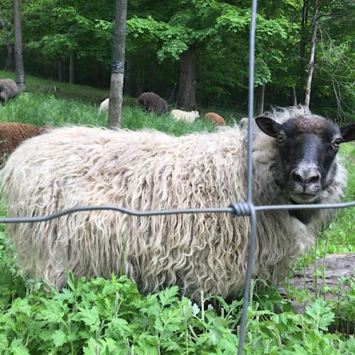 A sheep behind a wire fence