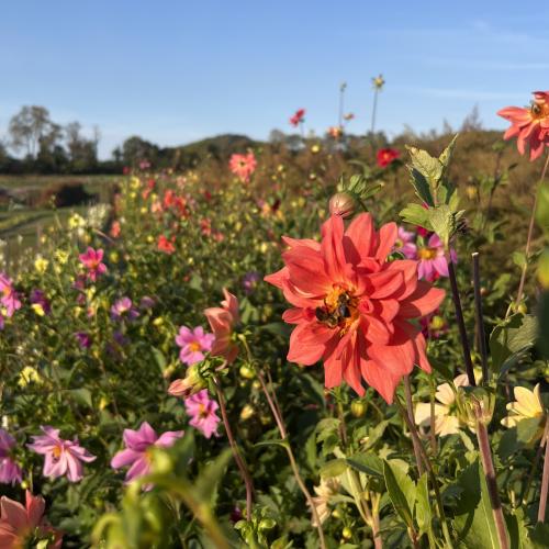 cut flower garden in late fall