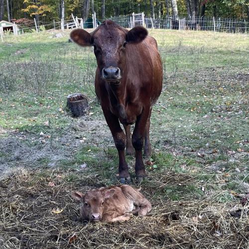 Brown cow standing with her calf laying on the ground looking at us