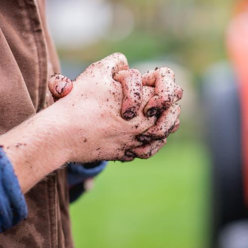 A farmer's soil-covered clasped hands