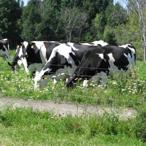 Cows grazing