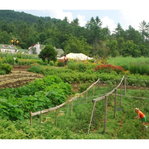 Photo of the Karme Choling garden in summer.