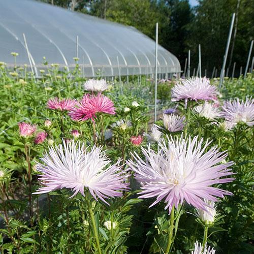 pink and purple flowers with greenhouse in background