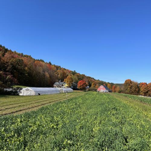 One of our two growing areas at Sunrise Farm