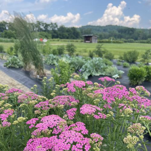 yarrow in cut flower garden