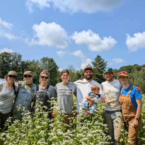 A team of farmers in a field of buckwheat