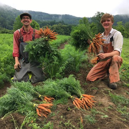 Farmers harvesting carrots