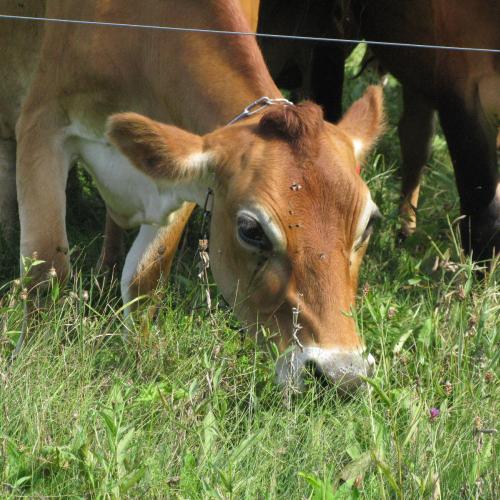 jersey cow grazing