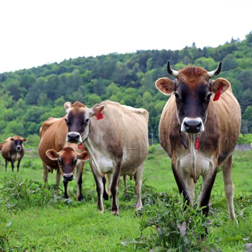 happy grass-fed cows at Rogers Farmstead Creamery