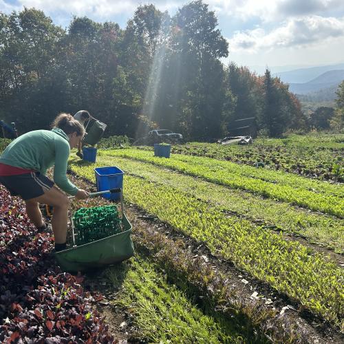 Harvest day!