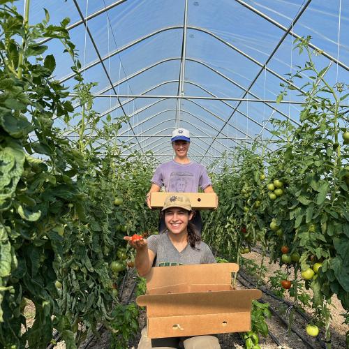 HOF Crew picks tomatoes