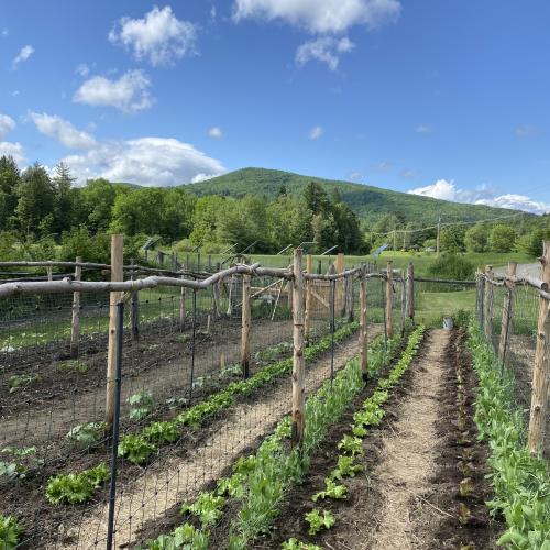 Rows of crops at Lareau Farm