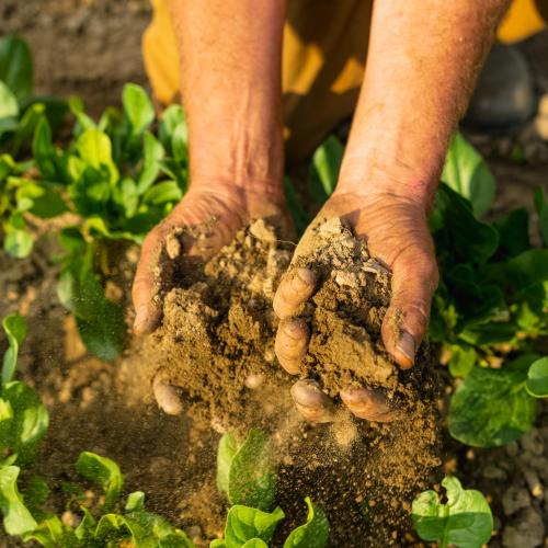 A farmer holds two handfuls of soil above his crop of tender greens