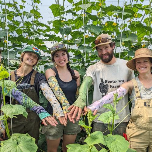 farmers showing off their protective sleeves during a cucumber harvest